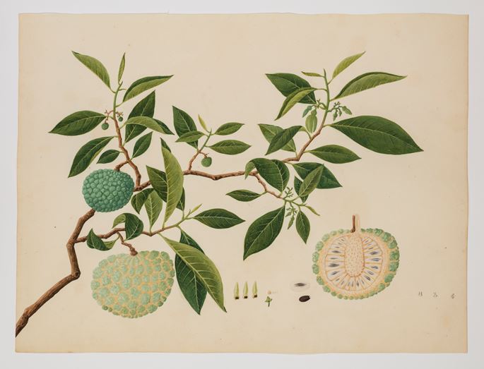 A Collection of Botanical Studies Attributed to Win Achun | MasterArt